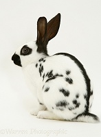 Old English Spotted rabbit