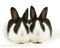 Black-and-white rabbits