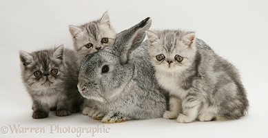 Silver Exotic kittens with silver Lop rabbit
