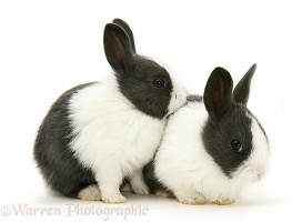 Baby blue Dutch rabbits, 3 weeks old