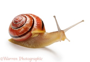 Brown-lipped Banded Snail