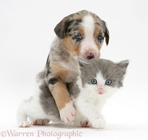 Border Collie pup and kitten