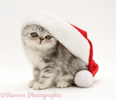 Blue-silver Exotic kitten in a Santa hat