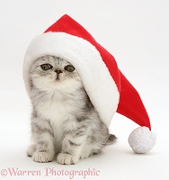 Blue-silver Exotic kitten in a Santa hat