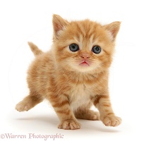 British shorthair red tabby kitten