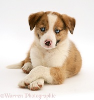 Blue-eyed red merle Border Collie puppy