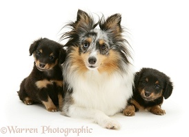 Sheltie and two pups