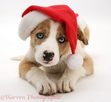 Border Collie pup with Santa hat on