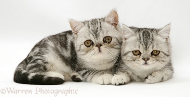 Blue-silver Exotic Shorthair kittens