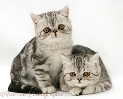 Blue-silver Exotic Shorthair kittens