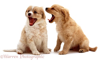 Cavalier x Spitz pups yawning