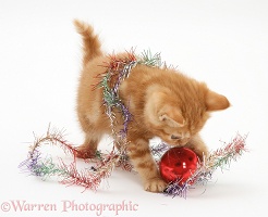Red tabby British Shorthair kitten with tinsel and a bauble