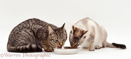 Cats eating from a bowl