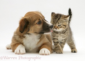 Border Collie pup with tabby kitten