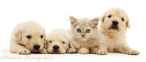 Golden Retriever pups with a kitten