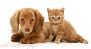 Dachshund pup and ginger kitten