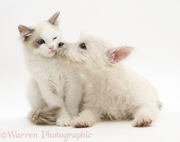 Ragdoll kitten with Westie pup
