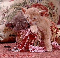 Burmese kittens asleep in an embroidery basket