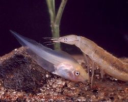 East African diving beetle larva and tadpole