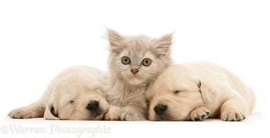 Kitten between sleepy Golden Retriever pups