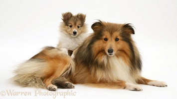 Sheltie mum and pup