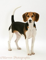 Beagle pup