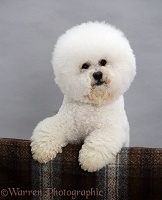 Bichon Frise with paws over