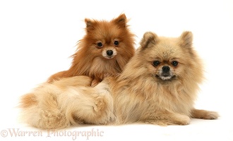 Pomeranian mother and pup
