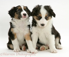 Two tricolour Border Collie pups, 8 weeks old brothers