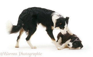 Border Collie bossing a pup