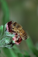 Honey bee visiting Houndstongue