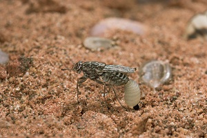 Tsetse Fly female laying larva