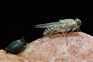 Tsetse Fly newly emerged
