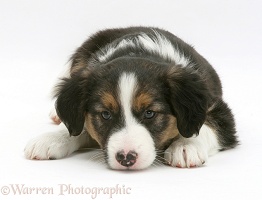 Tricolour Border Collie pup, 8 weeks old