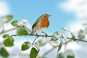 Robin on frosty briar