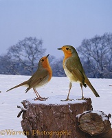 Robins on a snowy stump