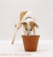 Dog eating from a raised bowl