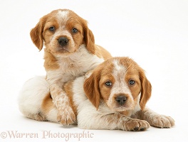 Brittany Spaniel pups, 6 weeks old