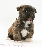 Westie x Jack Russell Terrier puppy