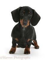 Black-and-tan Dachshund pup