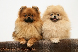 Two Pomeranians with paws over