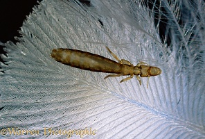 Pigeon Louse on a feather