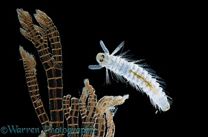 Free-swimming marine bristle worm