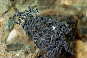 Marine Springtails