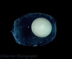 Common Newt egg
