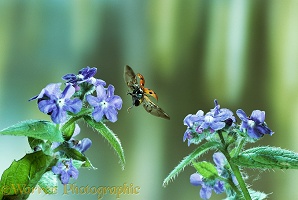 Eyed Ladybird taking off