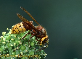 Hornet queen on ivy
