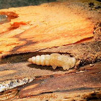 Wasp Beetle pupa in dead wood