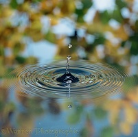 Water drop strikes the surface of a still pool