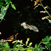 Long-eared Bat